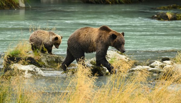 Comment organiser une expédition pour voir les ours polaires en Arctique?