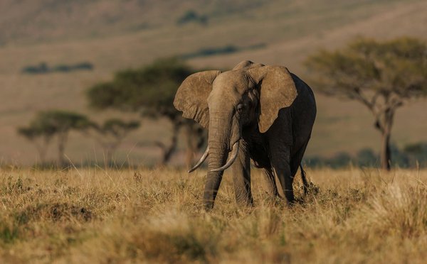 Quels sont les meilleurs endroits pour observer les éléphants en safari au Kenya?