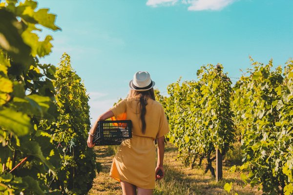 Comment découvrir les traditions viticoles en Grèce : routes des vins et dégustations recommandées ?