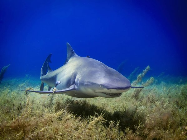 Quels sont les meilleurs spots pour une plongée avec les requins en Australie?