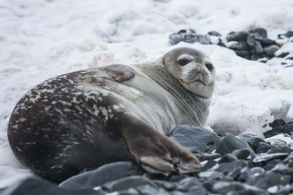 Peut-on trouver une croisière qui offre des excursions pour observer les phoques en Antarctique?